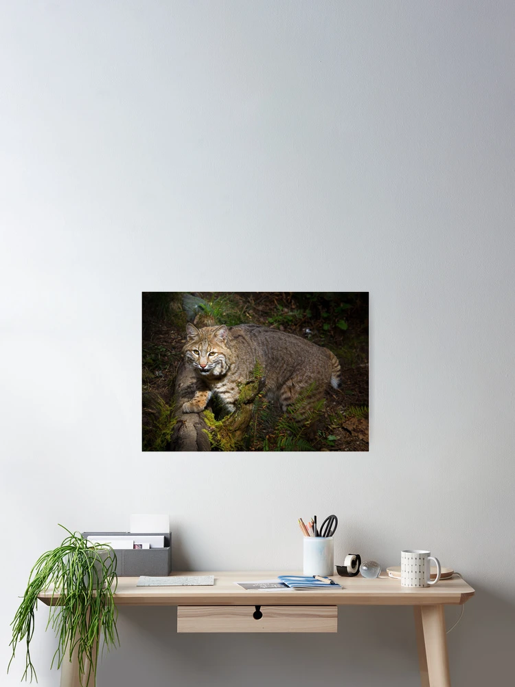 Thumbnail 2 of 3, Poster, Bobcat designed and sold by RandyHume.