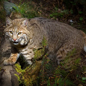 Artwork thumbnail, Bobcat by RandyHume