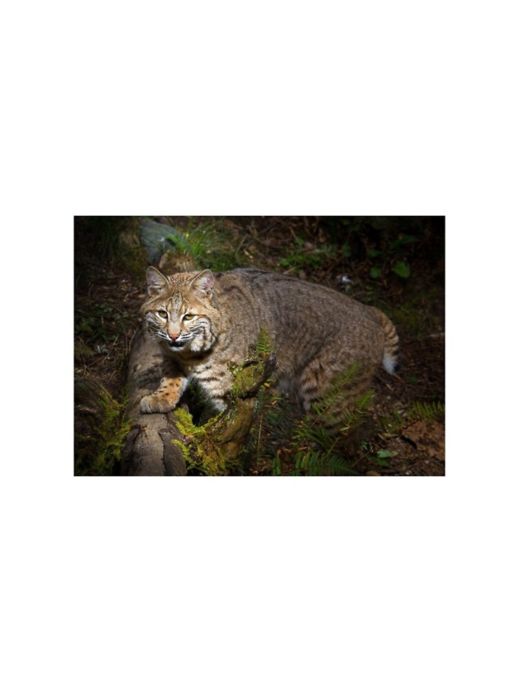 Thumbnail 4 of 4, iPhone Case, Bobcat designed and sold by RandyHume.