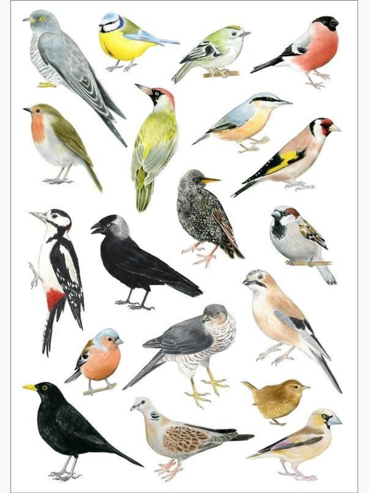 Birds | Sticker