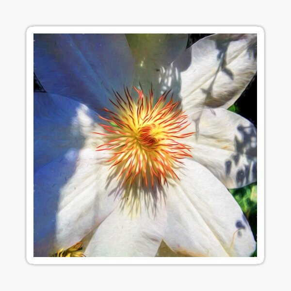 White Clematis Flower Sticker