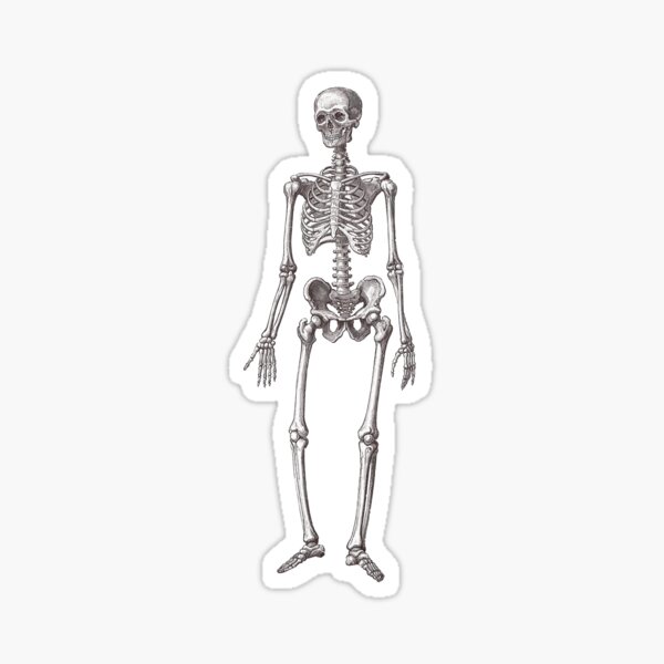 Antique Engraving of Human Skeleton Sticker