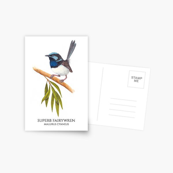 Watercolour Supurb Fairywren Postcard