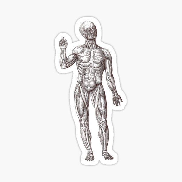 Aperçu de l'œuvre Homme muscle créée et vendue par AntiqueImages.