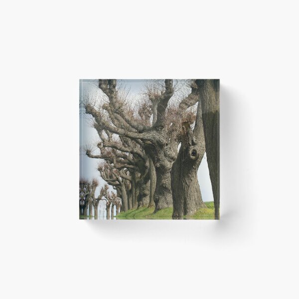 Item preview, Avenue of linden trees designed and sold by NW-Photo-Art.