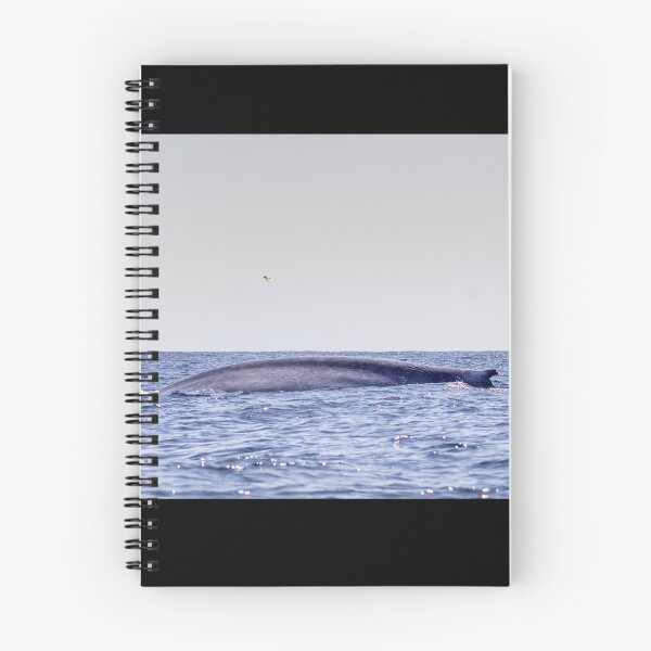 Item preview, Fin of a Blue whale diving into the deep Atlantic, at Azores islands. designed and sold by AylaHarbich.