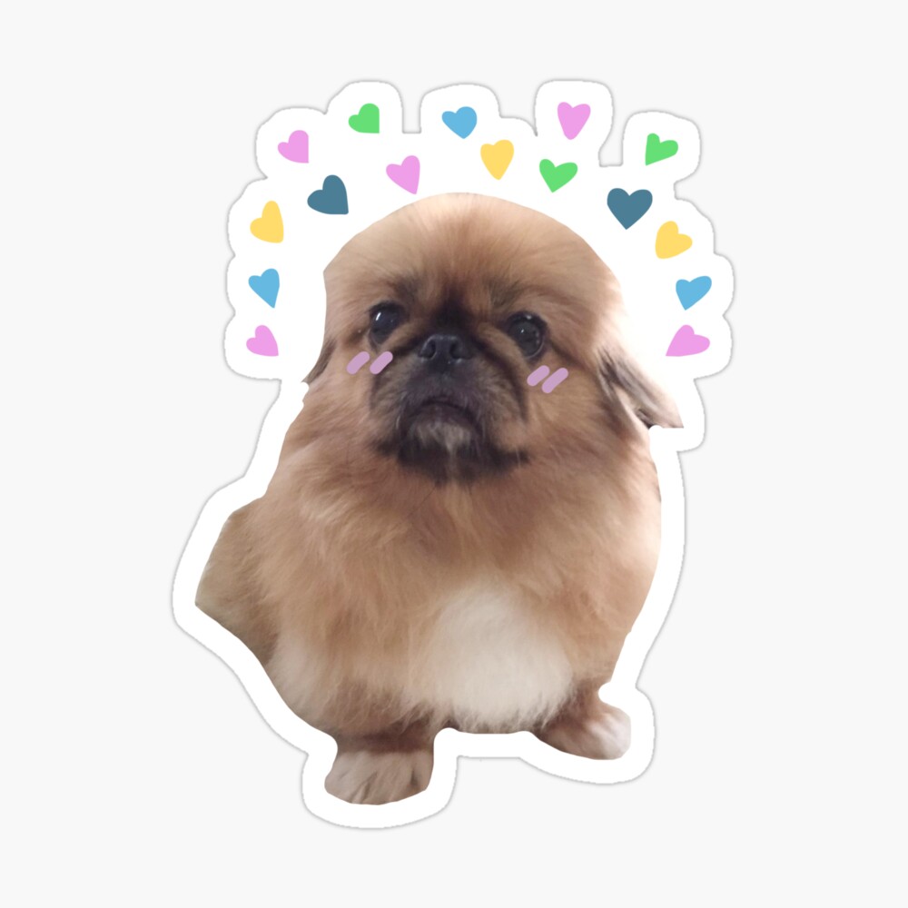 English Picture Print Pekingese Puppy Dog Puppies Dogs Poster Art 