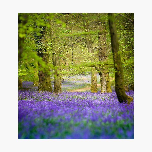 Item preview, Fairy tale bluebell woods in springtime designed and sold by CyaniRose.