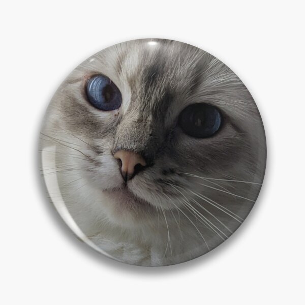 Item preview, Copy of Saoirseragdoll lynx ragdoll portrait photo designed and sold by Fluffycat2020.