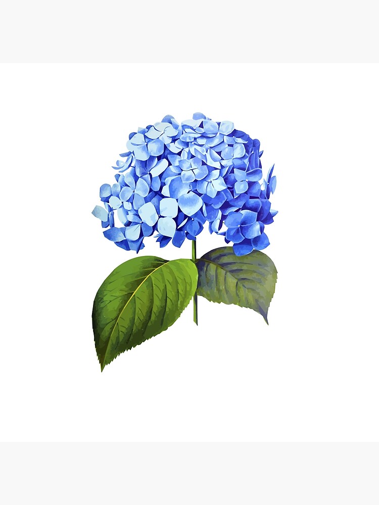 Blue hydrangea