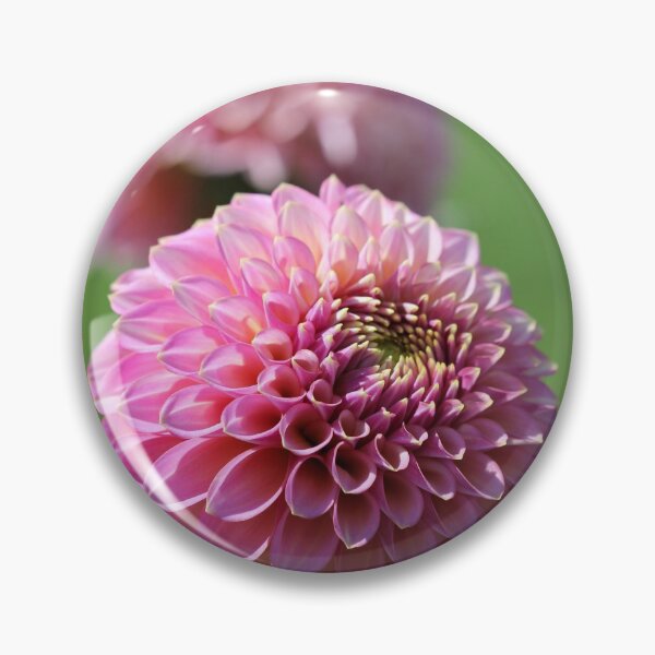 Item preview, Dahlia named Skipley Spot of Gold designed and sold by JMcCombie.