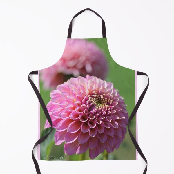 Item preview, Dahlia named Skipley Spot of Gold designed and sold by JMcCombie.