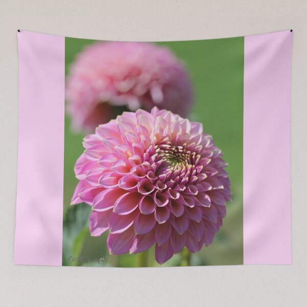 Item preview, Dahlia named Skipley Spot of Gold designed and sold by JMcCombie.