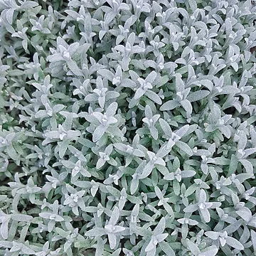 Artwork thumbnail, Blue green plants by RaspberryGreen