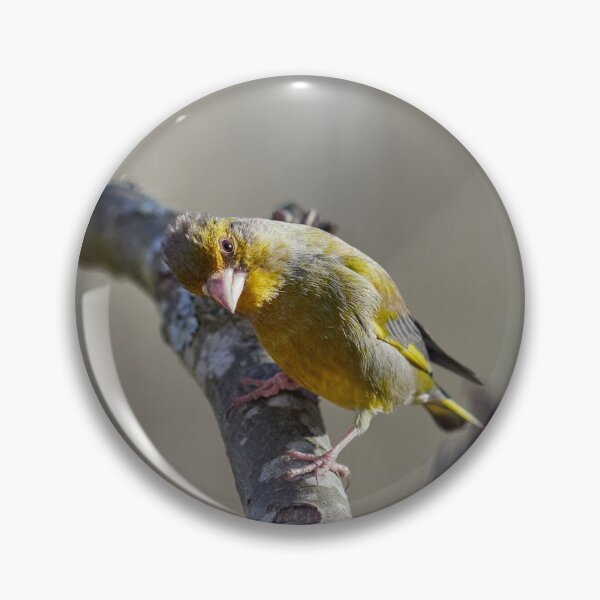 Item preview, Check check check. Greenfinch designed and sold by Jouko Lehto Photography.
