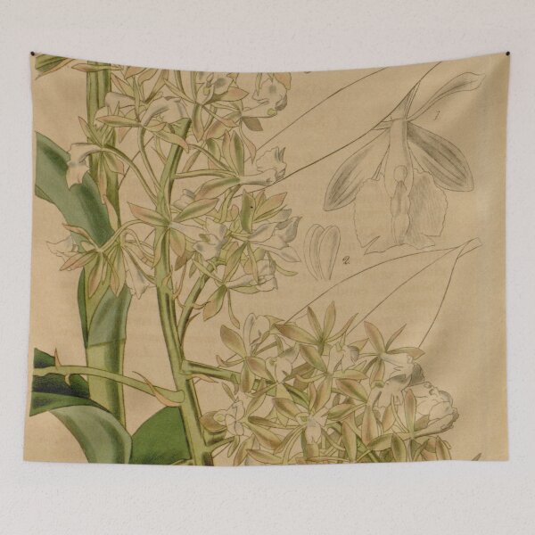Item preview, Epidendrum densiflorum Curtis' 66 (N.S. 13) pl. 3791 (1840) designed and sold by EsotericBotanic.