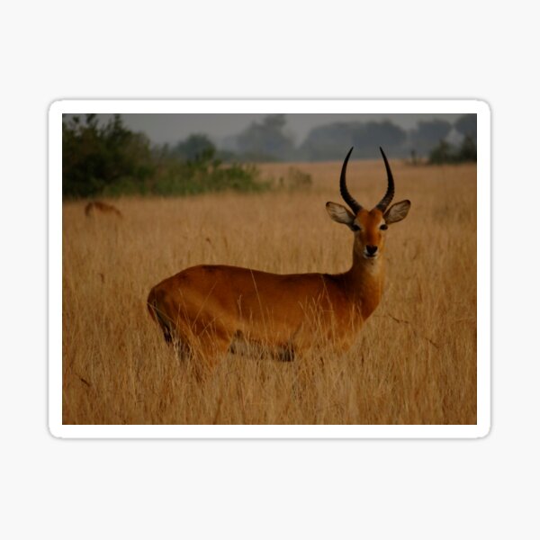 Item preview, Kenya wildlife in QENP tan designed and sold by exploramum.