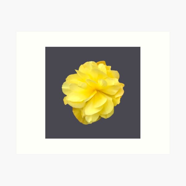 Item preview, Yellow Double Begonia Bloom Close-up 7 designed and sold by InalterataArt.