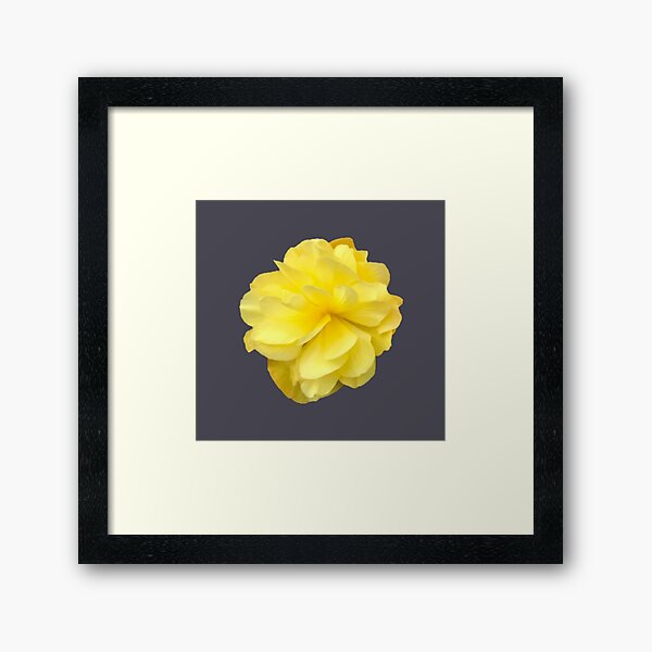 Item preview, Yellow Double Begonia Bloom Close-up 7 designed and sold by InalterataArt.