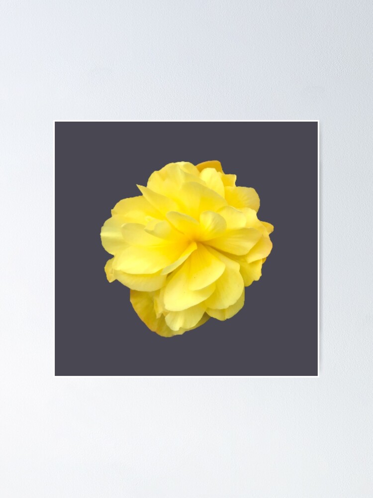 Póster «Primer plano de flor de begonia doble amarilla 7» de InalterataArt  | Redbubble