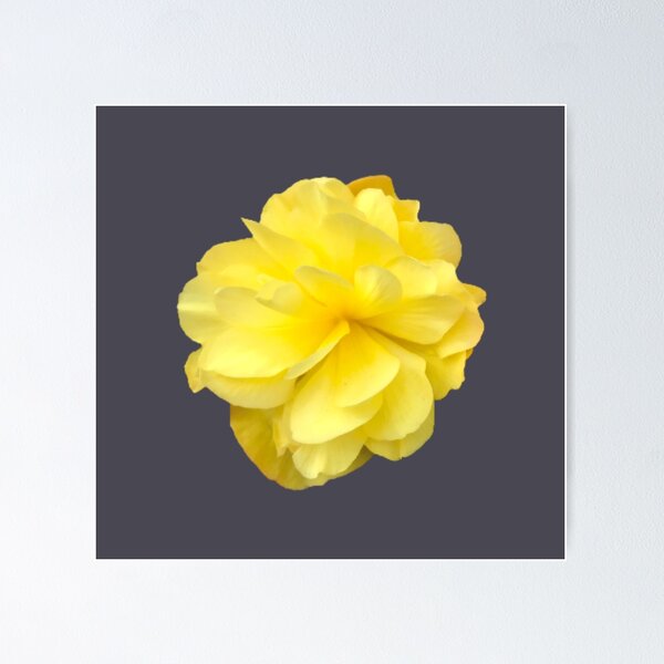 Item preview, Yellow Double Begonia Bloom Close-up 7 designed and sold by InalterataArt.