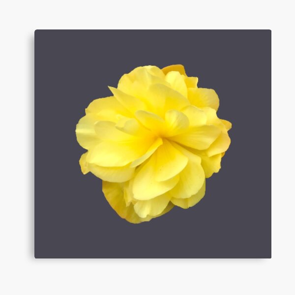 Item preview, Yellow Double Begonia Bloom Close-up 7 designed and sold by InalterataArt.