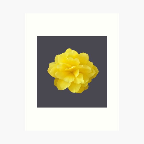 Item preview, Yellow Double Begonia Bloom Close-up 6 designed and sold by InalterataArt.