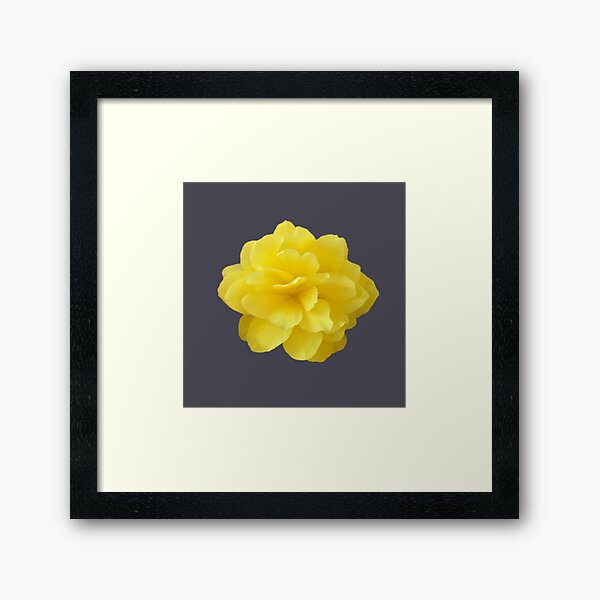 Item preview, Yellow Double Begonia Bloom Close-up 6 designed and sold by InalterataArt.