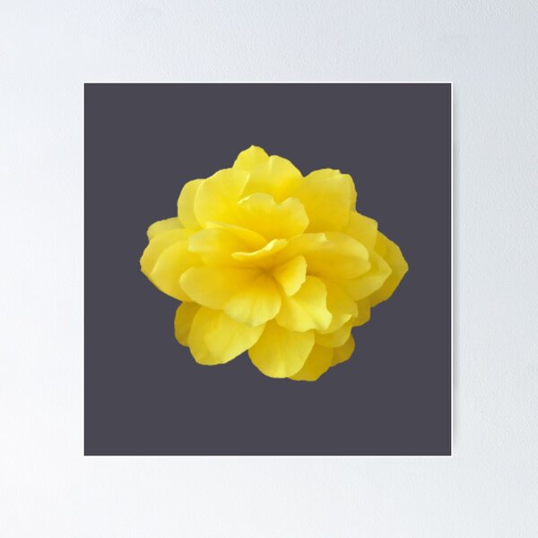 Item preview, Yellow Double Begonia Bloom Close-up 6 designed and sold by InalterataArt.