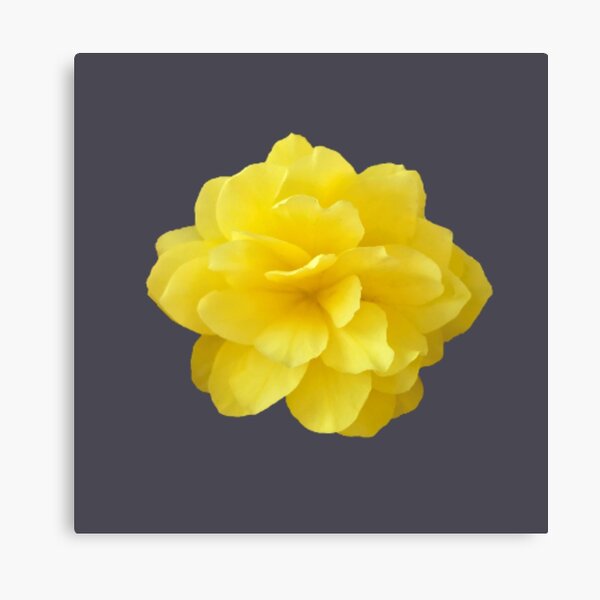 Item preview, Yellow Double Begonia Bloom Close-up 6 designed and sold by InalterataArt.