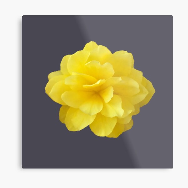 Item preview, Yellow Double Begonia Bloom Close-up 6 designed and sold by InalterataArt.
