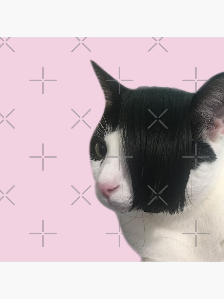 Matching Pfp Cat Images - Matching Pfp Cat Aesthetic Matching Pfp Ideas  (@pfp)