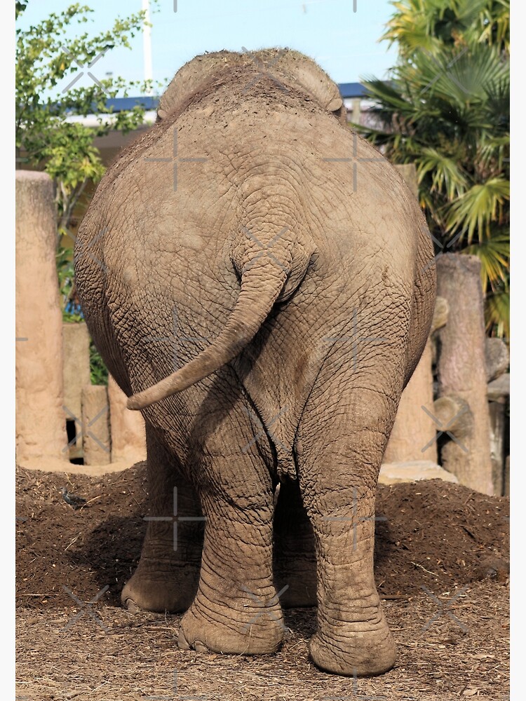 Discover Elephants Bum Canvas