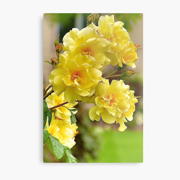 Yellow Roses Metal Print