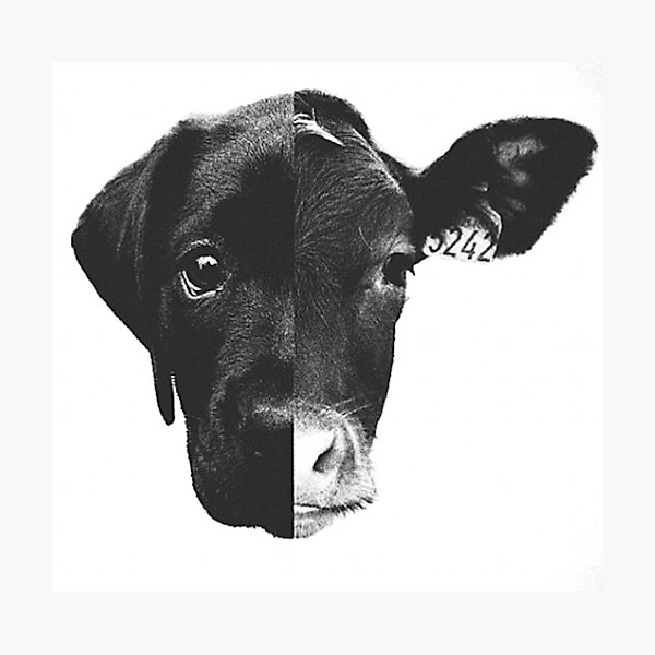 Animal Equality - (Black & White) Photographic Print