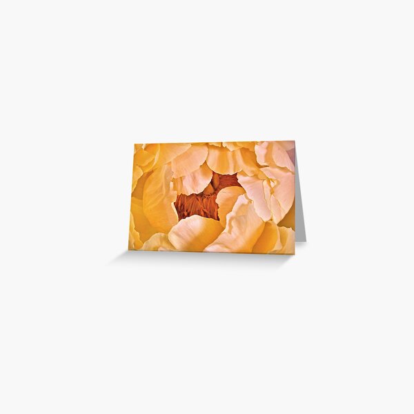 Freshness Abounds - A Peony Greeting Card