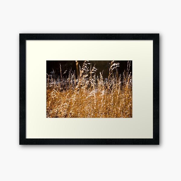 Lazy day Framed Art Print