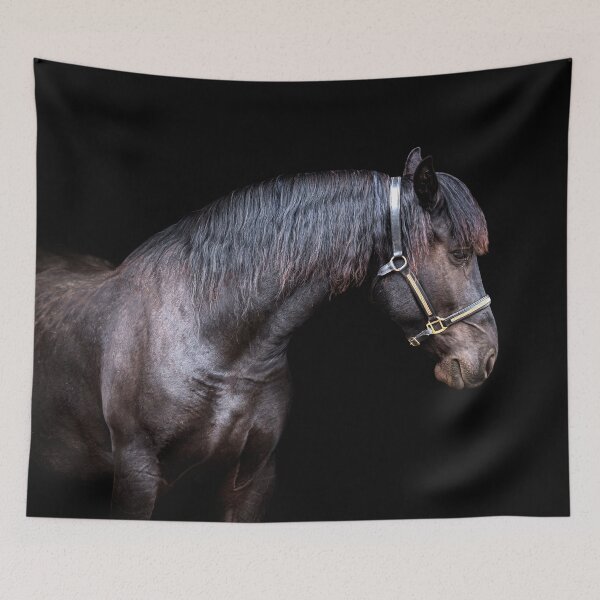Item preview, Friesian Horse on Black Background designed and sold by OryPhotography.