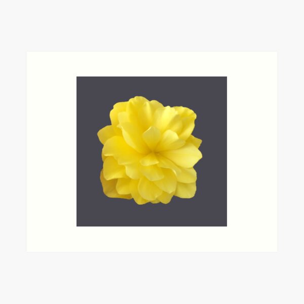 Item preview, Yellow Double Begonia Bloom Close-up 5 designed and sold by InalterataArt.