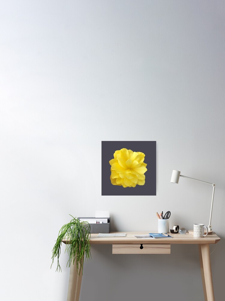 Póster «Primer plano de flor de begonia doble amarilla 5» de InalterataArt  | Redbubble