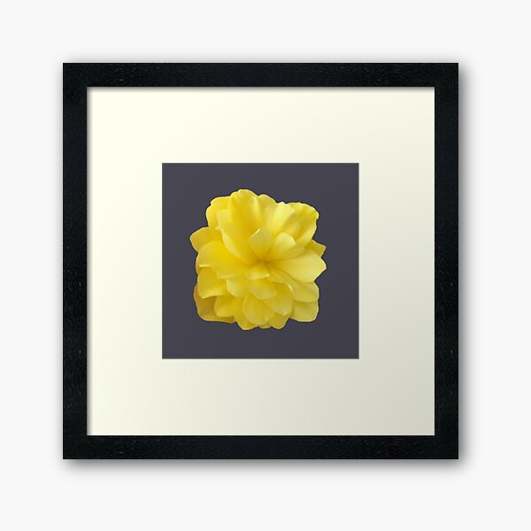 Item preview, Yellow Double Begonia Bloom Close-up 5 designed and sold by InalterataArt.