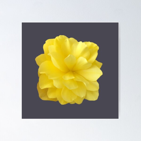 Item preview, Yellow Double Begonia Bloom Close-up 5 designed and sold by InalterataArt.