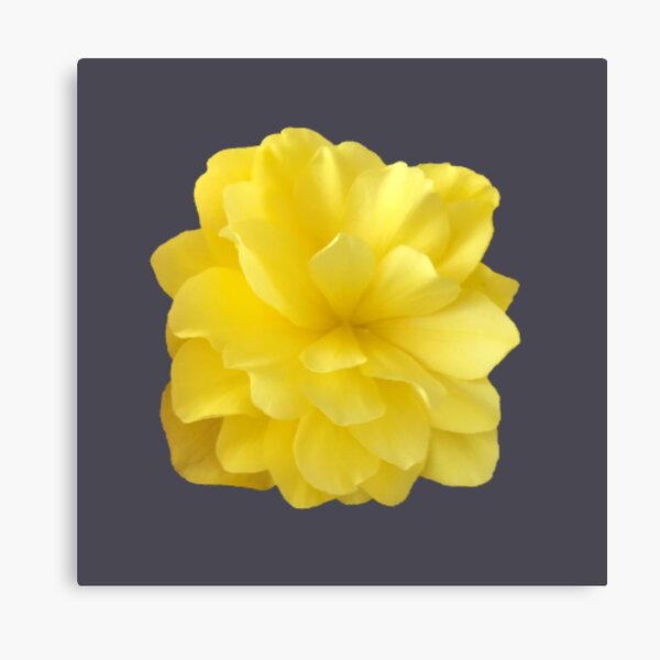 Item preview, Yellow Double Begonia Bloom Close-up 5 designed and sold by InalterataArt.