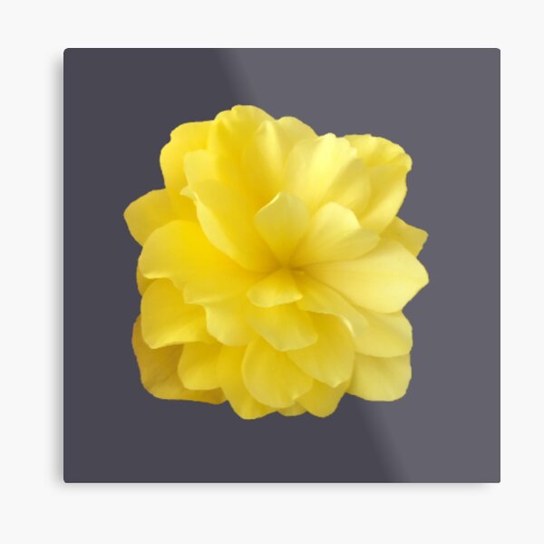 Item preview, Yellow Double Begonia Bloom Close-up 5 designed and sold by InalterataArt.