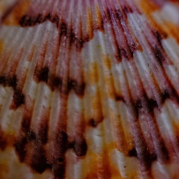 Artwork thumbnail, Sea Shell by Dimo Petrov