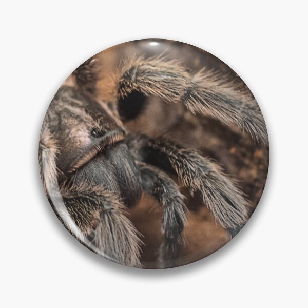Item preview, Phobia Warning: Spider! designed and sold by Krystoffer.
