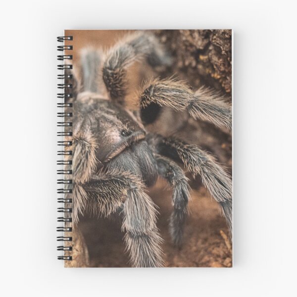 Item preview, Phobia Warning: Spider! designed and sold by Krystoffer.