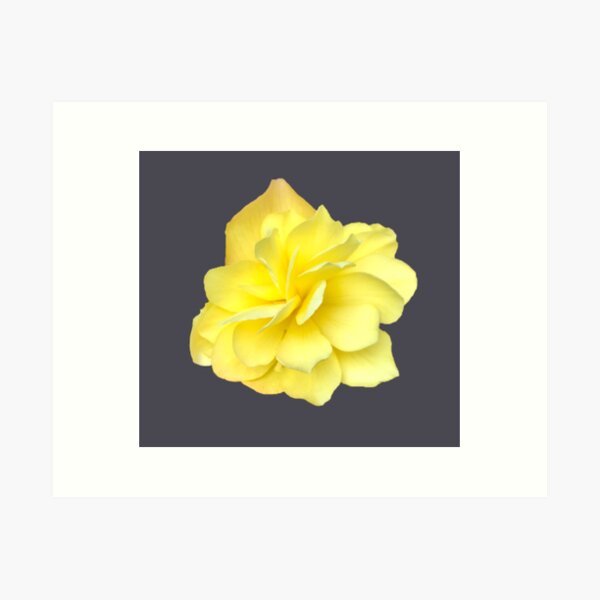 Item preview, Yellow Double Begonia Bloom Close-up 4 designed and sold by InalterataArt.