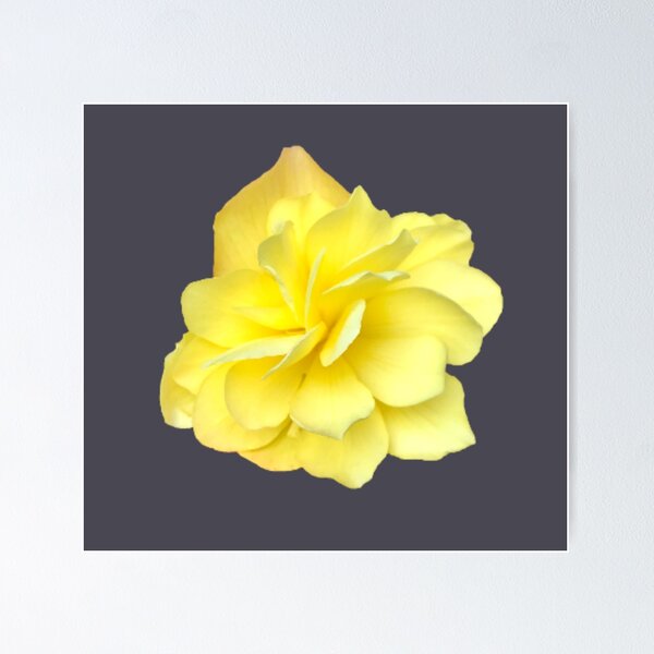 Item preview, Yellow Double Begonia Bloom Close-up 4 designed and sold by InalterataArt.