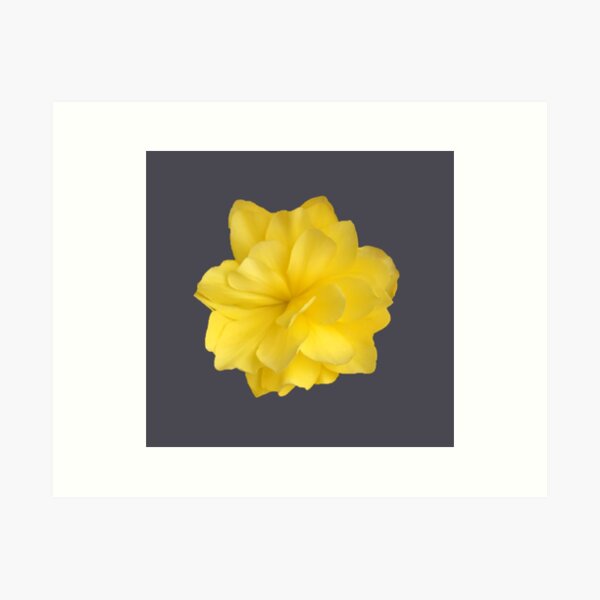 Item preview, Yellow Double Begonia Bloom Close-up 3 designed and sold by InalterataArt.